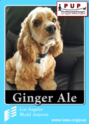 PUPs_GingerAle