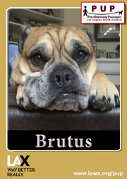 pups_brutus.png