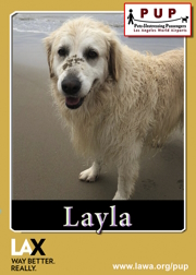 pups_layla.png