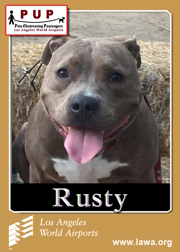 pups_rusty_de_groof.png