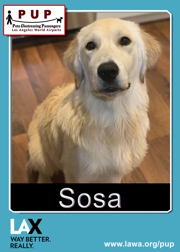 pups_sosa.png
